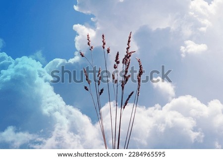 plants silhouette and sky background in springtime