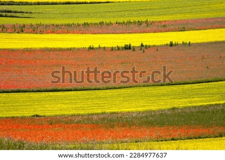 The lentil fields flowering event at Piane di Castelluccio di Norcia in Umbria attracts tourists and professional photographers every year between June and July