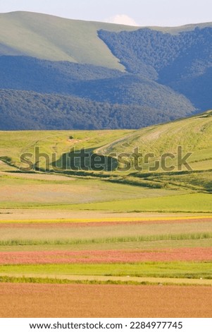 The lentil fields flowering event at Piane di Castelluccio di Norcia in Umbria attracts tourists and professional photographers every year between June and July