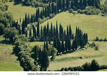  The rows of cypresses are a typical landscape of the hilly areas of Tuscany and Umbria, regions of central Italy