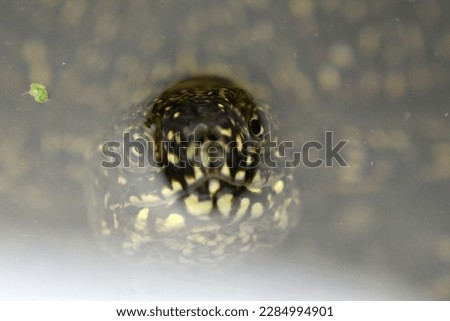 European pond turtle, Emys orbicularis Royalty-Free Stock Photo #2284994901