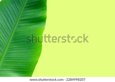Fresh banana leaf on green background.