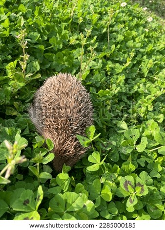 Vertical picture of cute wild european hedgehog lying down on uncultivated green grass. Erinaceus europaeus species after hibernation.