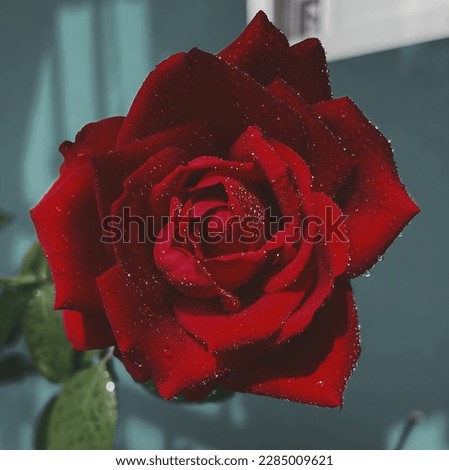 A very beautiful photo of roses.