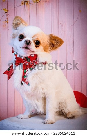 small white and brown chiwawa dog with christmas bow. High quality photo