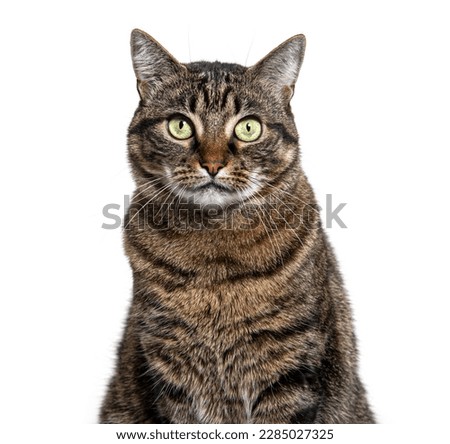Head shot of a Tabby crossbreed cat looking at camera, isolated on white