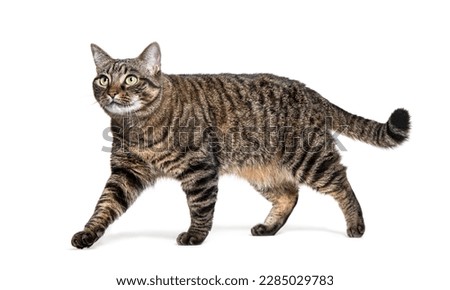 Side view of a Tabby crossbreed cat walking and looking away,  isolated on white Royalty-Free Stock Photo #2285029783