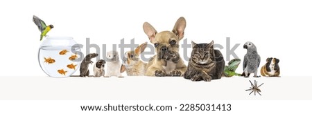 Group of pets leaning together on a empty web banner to place text.   Cat, dog, rabbit, ferret, guinea pig,  fish, reptile, bird, rat, spider Royalty-Free Stock Photo #2285031413