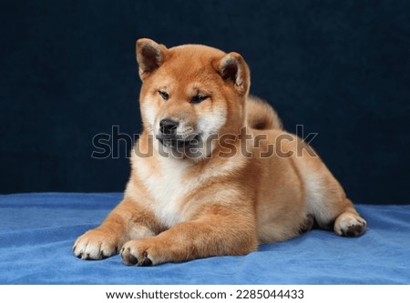 Cute fluffy shiba inu puppy lying on a blue background.Red puppy