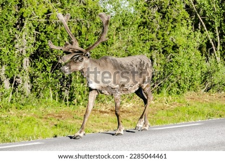 deer in the forest, beautiful photo digital picture