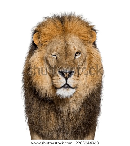 Portrait of a Male adult lion Winking at the camera, Panthera leo, isolated on white Royalty-Free Stock Photo #2285044963
