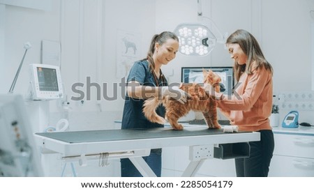 Young Attractive Cat Owner Holds Her Beloved Red Pet Maine Coon at a Modern Veterinary Clinic as a Female Vet Examines the Animal on the Examination Table. Doctor and Owner Talking Royalty-Free Stock Photo #2285054179