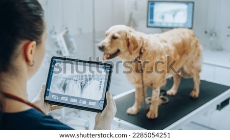 At a Modern Veterinary Clinic: Golden Retriever Pet Standing on Examination Table as a Female Veterinarian Assesses the Dog's Health on a Tablet Computer with X-Ray Scans Royalty-Free Stock Photo #2285054251