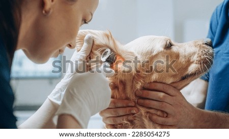 Young Female Veterinarian Examining the Ear of a Pet Golden Retriever with an Otoscope with a Flashlight. Dog Owner Brings His Furry Friend to a Modern Veterinary Clinic for a Check Up Visit Royalty-Free Stock Photo #2285054275