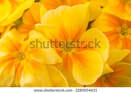 yellow splendor consisting of a picture filled with rich yellow flowers of a pansy