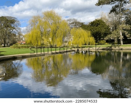 A bank of willow trees in spring sunshine in Alexandra Park, Hastings, East Sussex, England Royalty-Free Stock Photo #2285074533