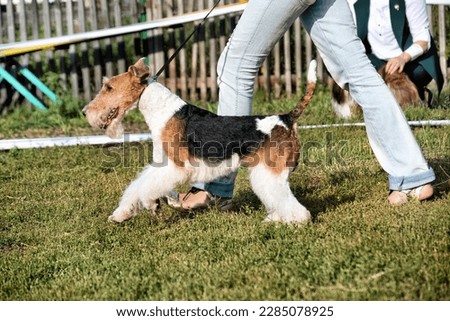 An Airedale Terrier dog walking outdoors in summer. Royalty-Free Stock Photo #2285078925