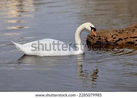 White romantic swans swim in the lake of the city park. Snow-white noble swans are a symbol of love and fidelity. Animal background for a romantic love card