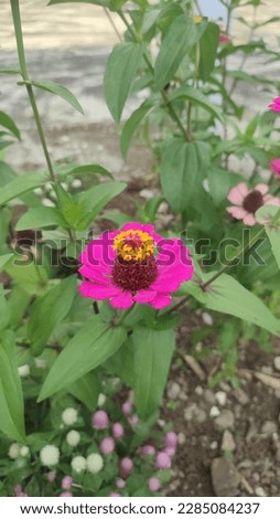 Pink blooming Zinnia flowers picture