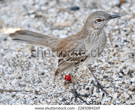 Bahama Mockingbird (Mimus gundlachii) foraging on the ground. Jetty Park Port Canaveral, Florida March 4th, 2023

