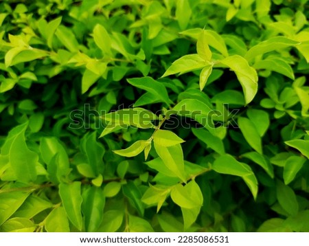 Duranta repens or sinyo nakal plant is a type of ornamental shrub that people usually plant as a living fence. Young green color.  Gold mount. Golden dewdrop's golden fresh leaves. Duranta repens.