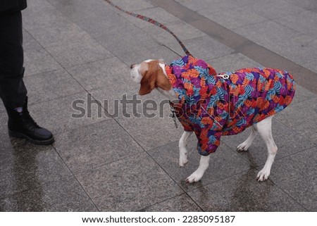 A view of a dog in a rainy weather