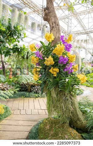 Yellow and purple Phalaenopsis orchid on big tree in garden