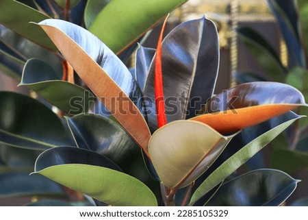 Rubber tree aka rubber fig plant with red sheath on top among its leaves 
