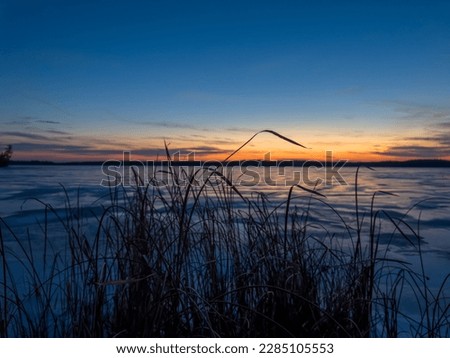 Scenic view of the silhouette of tall, dried grass that was growing by the edge of a frozen lake on a cold November night with a colorful sunset and the horizon in the background.