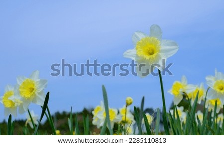 It is a picture of white daffodils and blue sky
