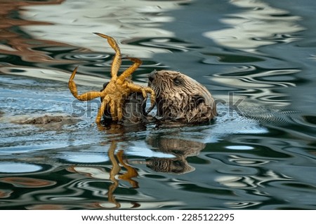 
The sea otter (Enhydra lutris) is a marine mammal.Weasel family.Eating a crab.Dinner.