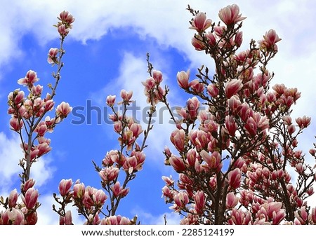 Magnolia blooming against the blue sky. Pink flowers on a branch. Stock photo.