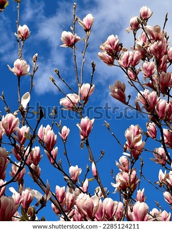 Magnolia blooming against the blue sky. Pink flowers on a branch. Stock photo.