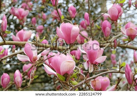 Magnolia soulangeana 'Triumphans' in flower.