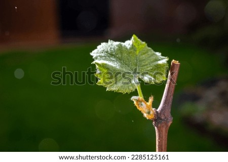 Wine grape cutting with young leaves for propagation of grape plants in garden or vineyard, organic farming