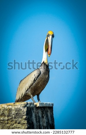 Breeding Brown Pelican, bright yellow head, long beak, yellow hook. Standing on top of the breakwater. Blue blurred background. 