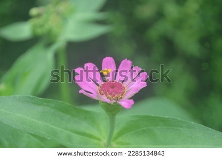 flowers diversity of species levels, colorful blossom fences tropical area