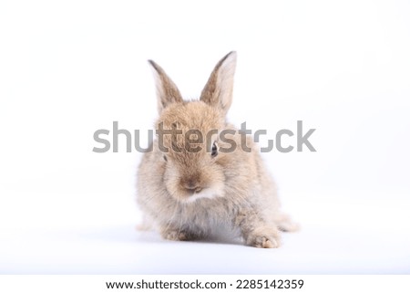 Cute little rabbit on white background during spring. Young adorable bunny playing and movement. Lovely pet with long ears for Easter.
