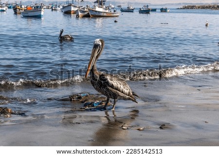 Happy pelican in the sea, Marcona Peru