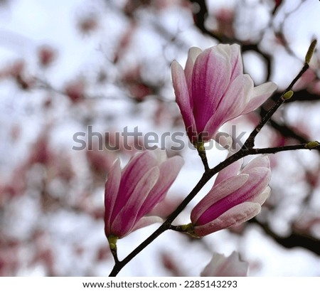 Magnolia in bloom in the springtime. Pink flowers on a branch. Stock photo.