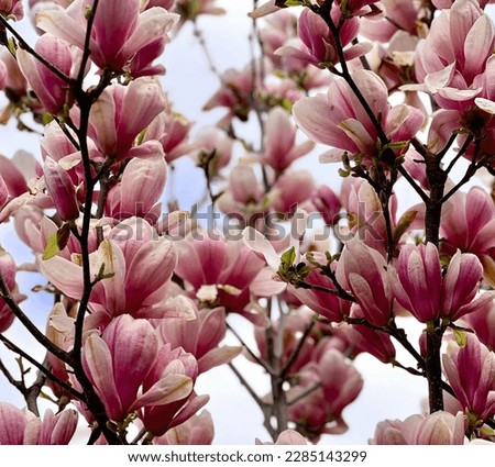 Magnolia in bloom in the springtime. Pink flowers on a branch. Stock photo.