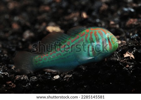 Broad barred or Green clown goby (Gobiodon histrio) Royalty-Free Stock Photo #2285145581