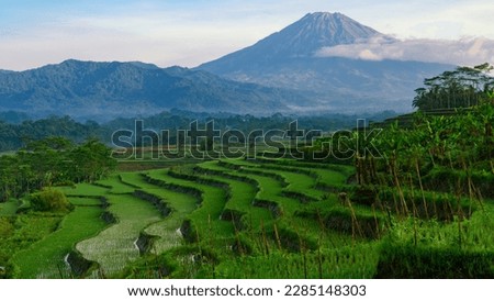 Terraced rice field with a huge mountain in the background. Beautiful rural landscape of tropical agricultural field with mountain