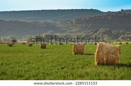 Evening landscape of straw hay bales on green field at sunset. Rural nature Royalty-Free Stock Photo #2285151153