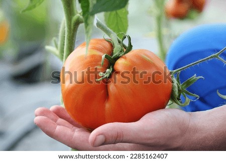 Hand picking large homegrown tomato. Organic farming. Soft focus. Royalty-Free Stock Photo #2285162407