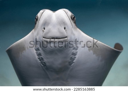 Close up of a Stingray in an aquarium Royalty-Free Stock Photo #2285163885
