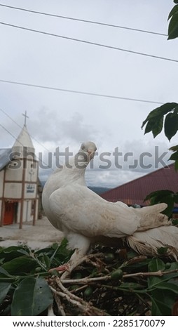 Beautiful dove in village, and a nature photography