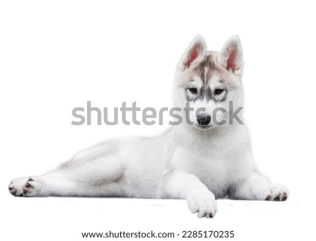 Siberian Husky puppy isolate on white background