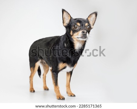 Studio portrait of young black chihuahua against white background
