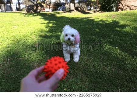 POV of a young woman playing fetch in the park with here cute maltese dog. Young woman throwing a orange rubber ball to her pup on the green lawn. Close up, copy space, background. Royalty-Free Stock Photo #2285175929